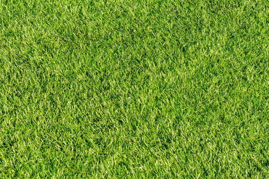 Close up of vibrant green grass lawn texture background. Fine soft macro turfgrass surface pattern for clean fresh nature landscape mockup.