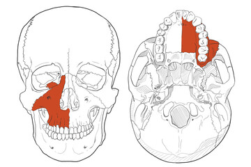  ガイド用イラスト　上顎骨　Guide illustration　Maxilla  © 華也 大谷