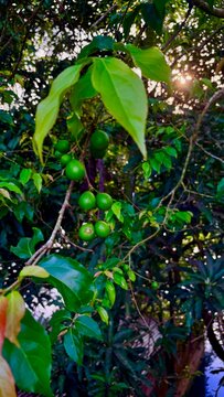 Tropical Flacourtia Indica Fruit Tree Branch with Vibrant Red and Green Berries in Summer Garden