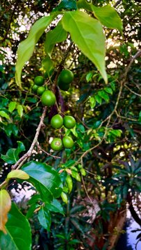 Close up of Fresh Flacourtia Indica Fruits Hanging on Tree Branch in Tropical Nature Background.