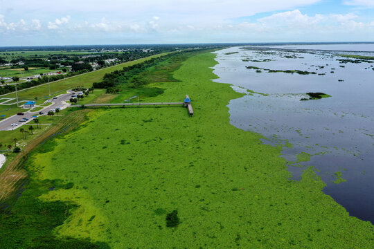 Lake Okeechobee Invasive Water Hyacinth