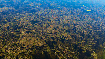 Fototapeta premium Abstract aquatic vegetation texture beneath crystal clear freshwater surface