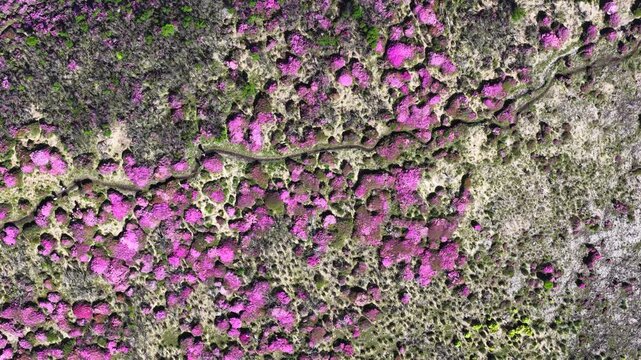 初夏の久住高原 ミヤマキリシマ群生地の空撮風景
