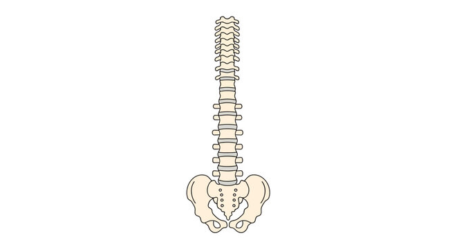 Human Pelvis Bone Anatomy.