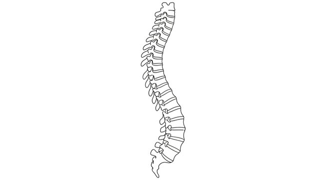 Human Spine Vertebrae Column.