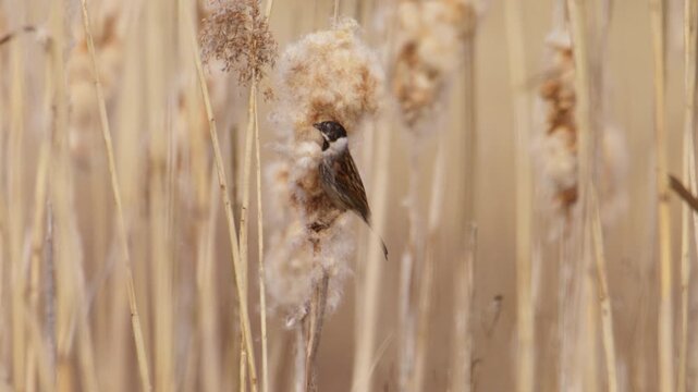 Common Reed Bunting (Emberiza schoeniclus) perched on a fluffy cattail seed head, foraging and pulling off the fluff while eating, slow motion