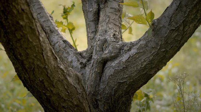 Textured tree bark with scaly gray pattern and branching limbs
