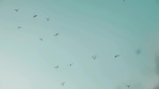 moths group close-up.Insects in flight against the sky. 4k footage
