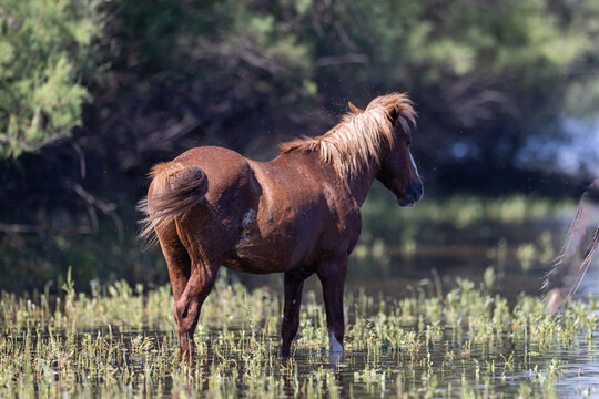 A wild chestnut stallion stands in the shallow, grassy waters of the Salt River near Scottsdale, Arizona