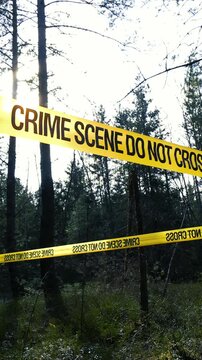 Bright yellow police tape reading Crime Scene Do Not Cross stretched between pine trees in a dense forest, cordoning off an investigation area while the sun shines through the canopy