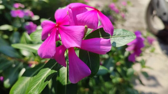 Catharanthus roseus flower blooming with vibrant petals, showing tropical ornamental plant beauty in garden environment.
