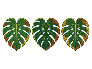 Three Stylized Monstera Deliciosa Leaves Illustration with Variegated Green and Brown Tones, Isolated on White Background © yunita