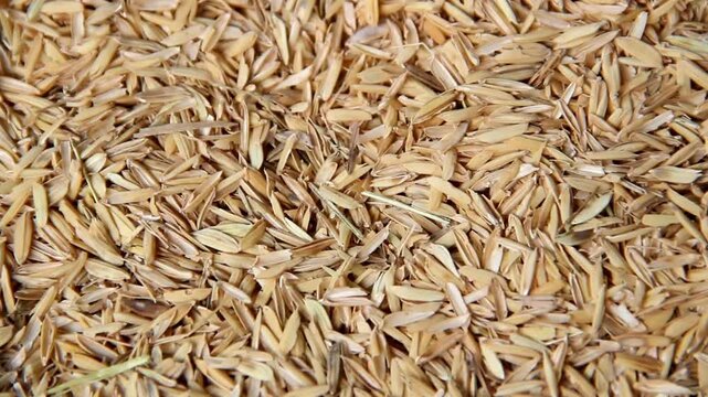 Texture of yellow rice husks