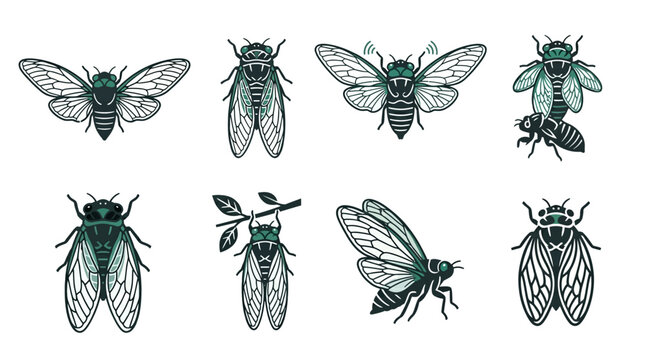 Insects Cicadas Various Angles Green.