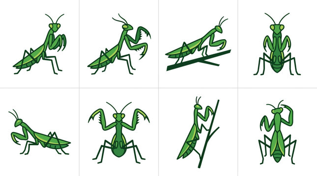 Green Praying Mantis Insects Various Poses.