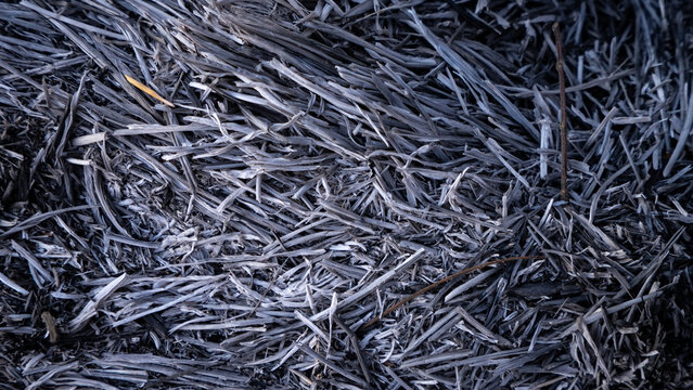 Close-up top-down view of charred plant remains and grey ash. The detailed texture shows the aftermath of a fire, slash-and-burn agriculture, or dry burning grass.