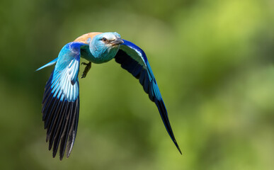 Fototapeta premium Roller bird close up ( coracias garrulus )