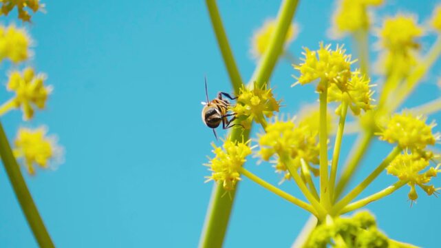 Closeup macro shot of honey bee on a flower of Ferula communis plant during the summer season as seen during the summer season near Gondhla village in Lahaul Valley, Himachal Pradesh, India.