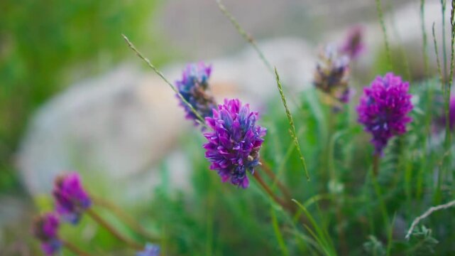 Closeup shot of Purple milkvetch flower growing in the Himalayan mountains as seen during the Miyar Valley Trek in Lahaul Valley, Himachal Pradesh, India. Scenic view of purple flower in Himalayas.