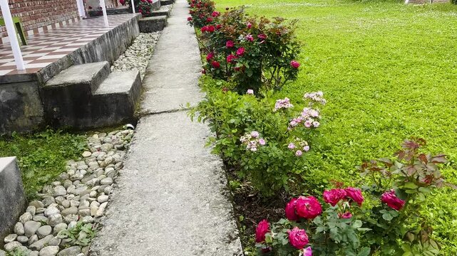 Roses in the garden of Home stay kind of hotel in Phata of Utara Khand