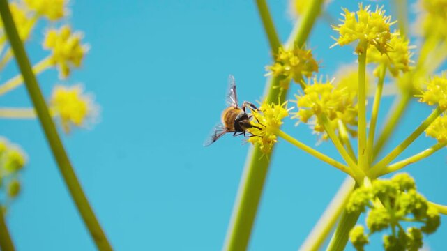Closeup macro shot of honey bee on a flower of Ferula communis plant during the summer season as seen during the summer season near Gondhla village in Lahaul Valley, Himachal Pradesh, India.