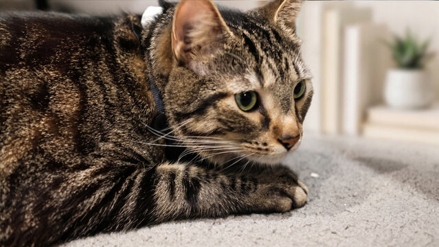 portrait of a tubby cat sitting on the floor. He is finding something.His face is curious for what's going on.