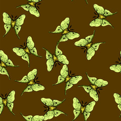 pattern metamorphosis night moth hand drawn. lepidoptera scales, flutter crepuscular, pheromones chrysalis metamorphosis night moth vector sketch illustration © PikePicture