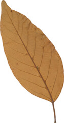 Obraz premium Orange Vintage Pressed Dried Leaf