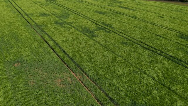 Overhead aerial view of a uniform bright green grain crop field with parallel tractor track lines filling the entire frame, Moravia, Czech Republic.