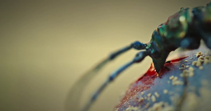 Detailed Insect Feeding on a Fruit in Nature