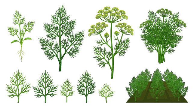 Dill Plant Illustrations