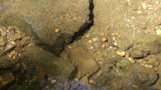 Water strider in a creek with their shadow.  The shadow is easier to spot than the bug itself.  They encounter at least one other water strider.