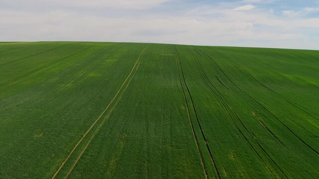 Aerial drone view of a vast green grain field cresting a gentle hill under a wide cloudy sky, Moravia, Czech Republic.