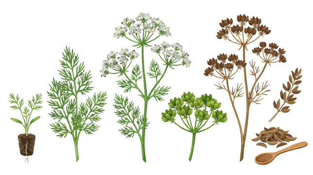 Dill Plant Stages and Seeds