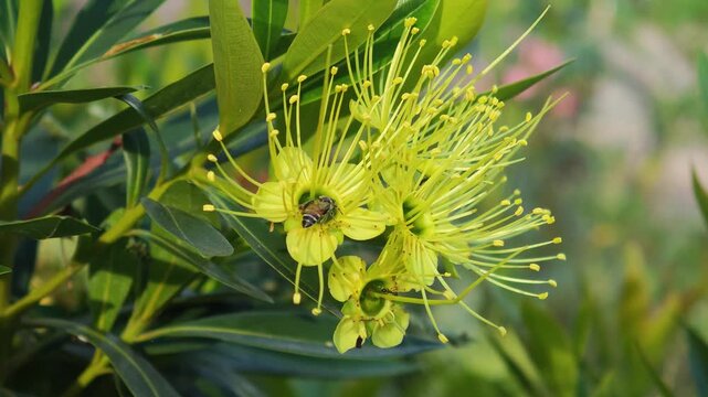 Bees swarm around  Xanthostemon chrysanthus (Golden Penda) Thai name called "Love at First Sight"
