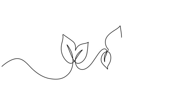 One continuous line drawing animation of falling tropic spring maple leaf, Nature protection leaf icon continuous one line art single drawing on white background minimal environment conservation symbo