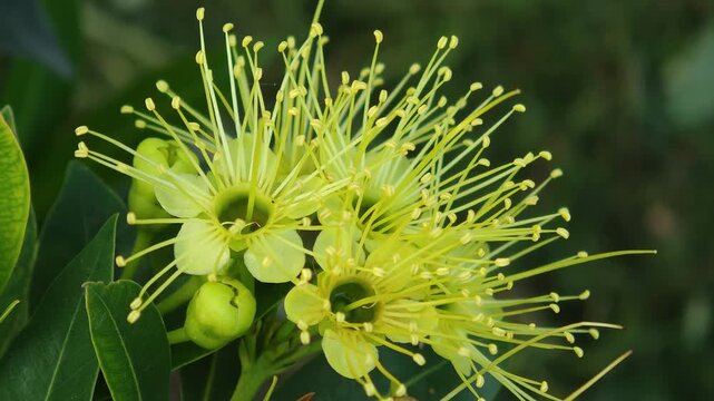 Xanthostemon chrysanthus (Golden Penda) Thai name called "Love at First Sight"