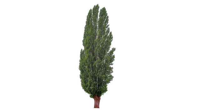 Tall green poplar tree with textured bark, isolated on transparent background