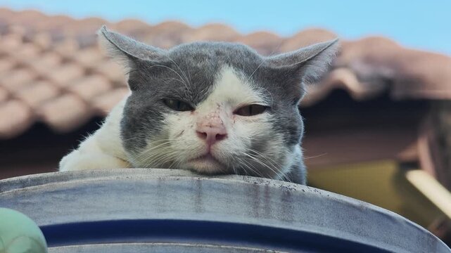 A stray black and white cat on a water tank.