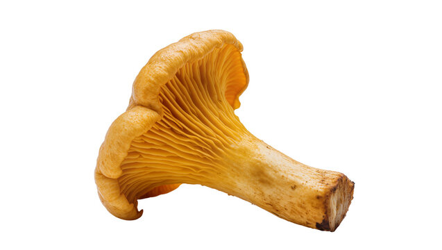 Golden chanterelle mushroom with wavy gills, isolated on transparent background