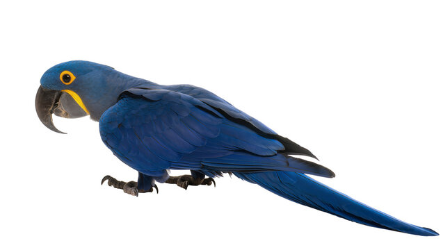 Vibrant blue hyacinth macaw parrot with yellow eye accents, isolated on transparent background