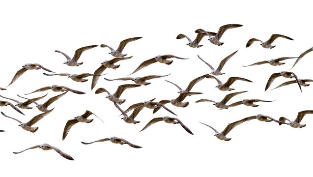 Flock of seagulls in flight, isolated on transparent background