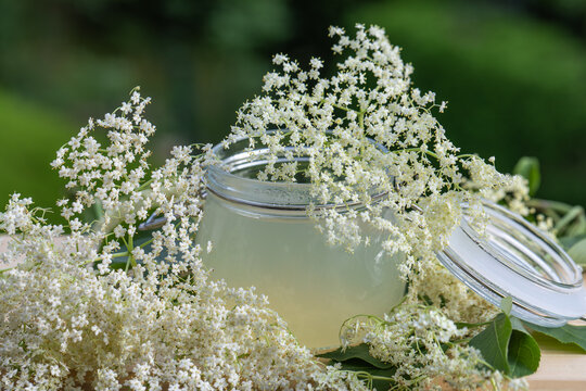 Close up of a classic wire-bail glass jar filled with homemade elderflower syrup or jelly surrounded by fresh white elderberry blossoms and leaves.
