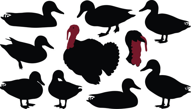 Duck and Turkey Silhouette Collection Featuring Waterfowl Bird Poses and Poultry Vector Illustration Set