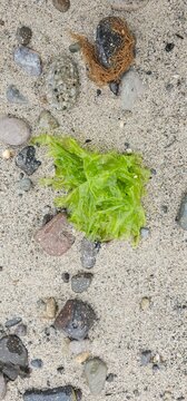 Top view of vibrant green seaweed ulva or sea lettuce on wet sand with pebbles and dry algae, coastal nature background, vertical shot