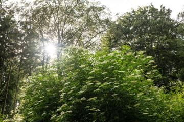 Fototapeta premium Blooming elderberry bush with white elderflowers at the edge of a green forest with a bright sunburst star flare in the trees. Germany.
