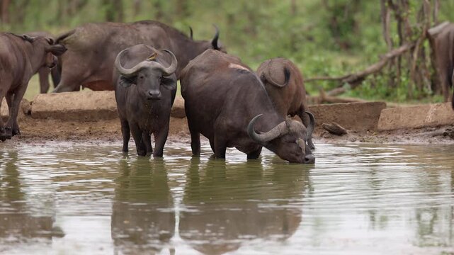 Slow motion Cape buffalo with oxpecker birds drink at watering hole