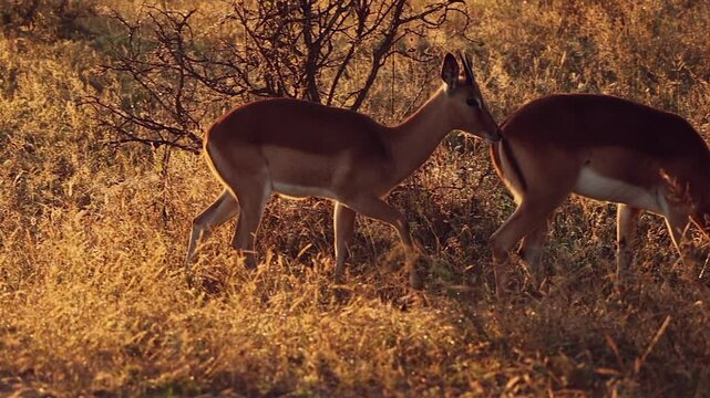 Young male impala walks across golden hour grassland, panning shot