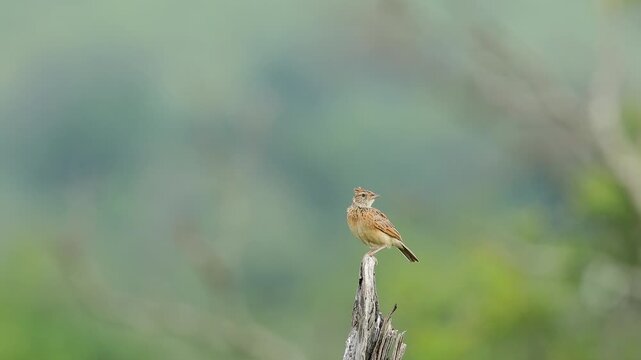 Rufous-naped Lark takes flight from wooden tree stump, bokeh background