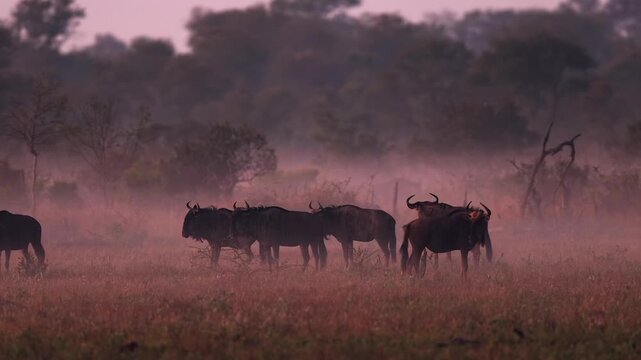 Herd of African wildebeest graze on dawn fog savanna, beautiful light